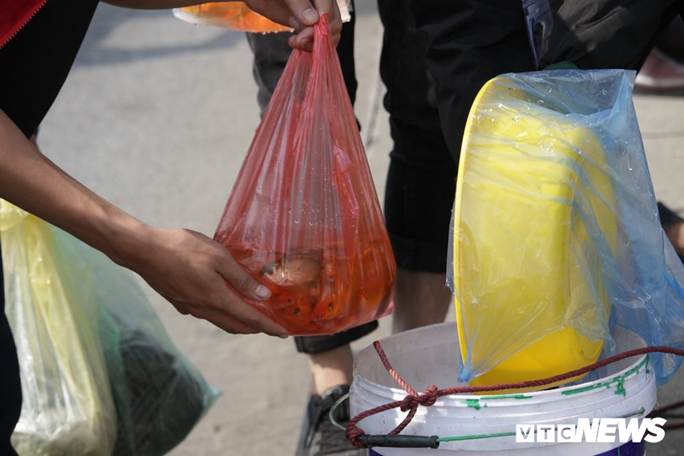 Ảnh: Cá chép đu dây xuống sông Hồng ngày ông Công ông Táo về trời-5