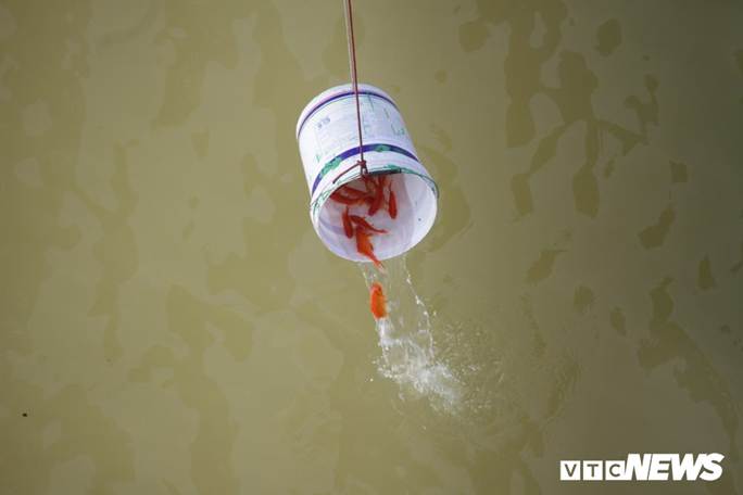 Ảnh: Cá chép đu dây xuống sông Hồng ngày ông Công ông Táo về trời-6