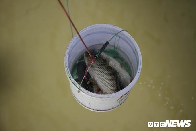 Ảnh: Cá chép đu dây xuống sông Hồng ngày ông Công ông Táo về trời-7