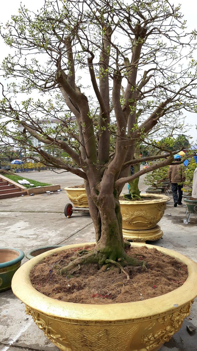 Cây mai hơn 100 tuổi, giá 3 tỷ lại xuống chợ hoa Tết Đà Nẵng-1