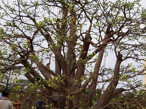 Vụ mai Tết ế chưa từng có, hàng nghìn gốc chỏng chơ giữa đồng-13