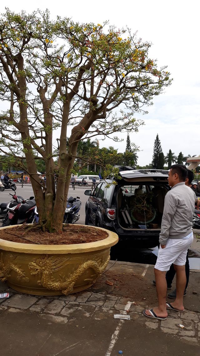 Cây mai hơn 100 tuổi, giá 3 tỷ lại xuống chợ hoa Tết Đà Nẵng-2