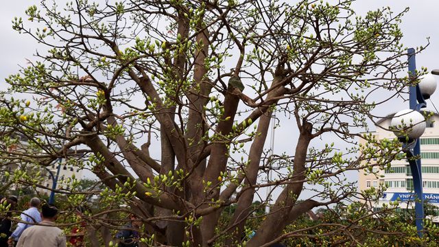 Cây mai hơn 100 tuổi, giá 3 tỷ lại xuống chợ hoa Tết Đà Nẵng-4