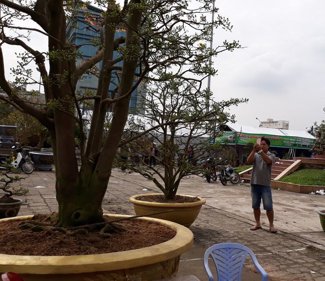 Cây mai hơn 100 tuổi, giá 3 tỷ lại xuống chợ hoa Tết Đà Nẵng-5
