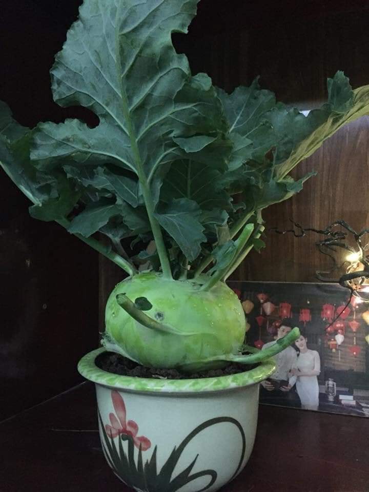 Ngoài đào quất chưng Tết, nhiều bạn trẻ chơi lớn mang cả su hào bắp cải giăng đèn đón Xuân khiến nhiều người bật cười-1