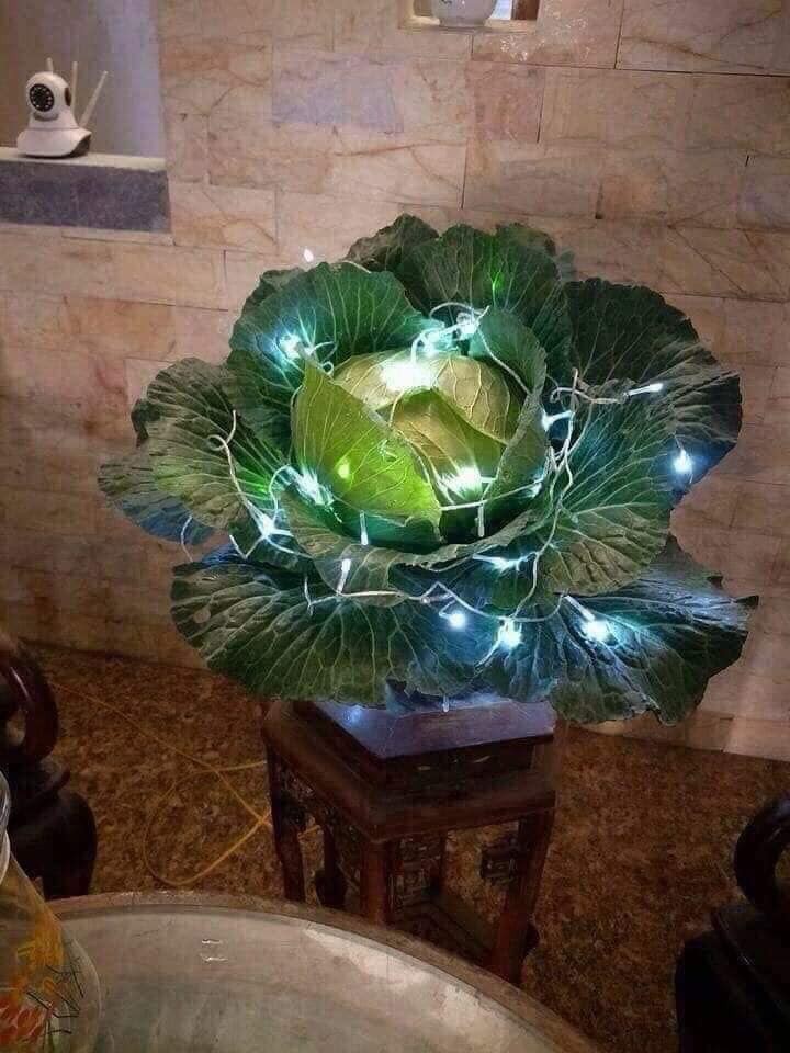 Ngoài đào quất chưng Tết, nhiều bạn trẻ chơi lớn mang cả su hào bắp cải giăng đèn đón Xuân khiến nhiều người bật cười-2