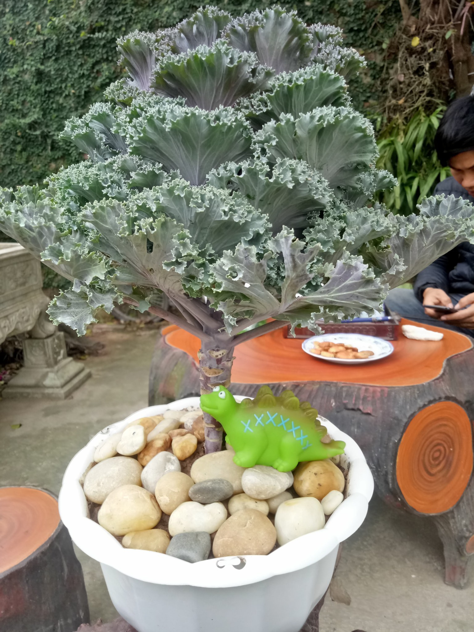 Ngoài đào quất chưng Tết, nhiều bạn trẻ chơi lớn mang cả su hào bắp cải giăng đèn đón Xuân khiến nhiều người bật cười-3