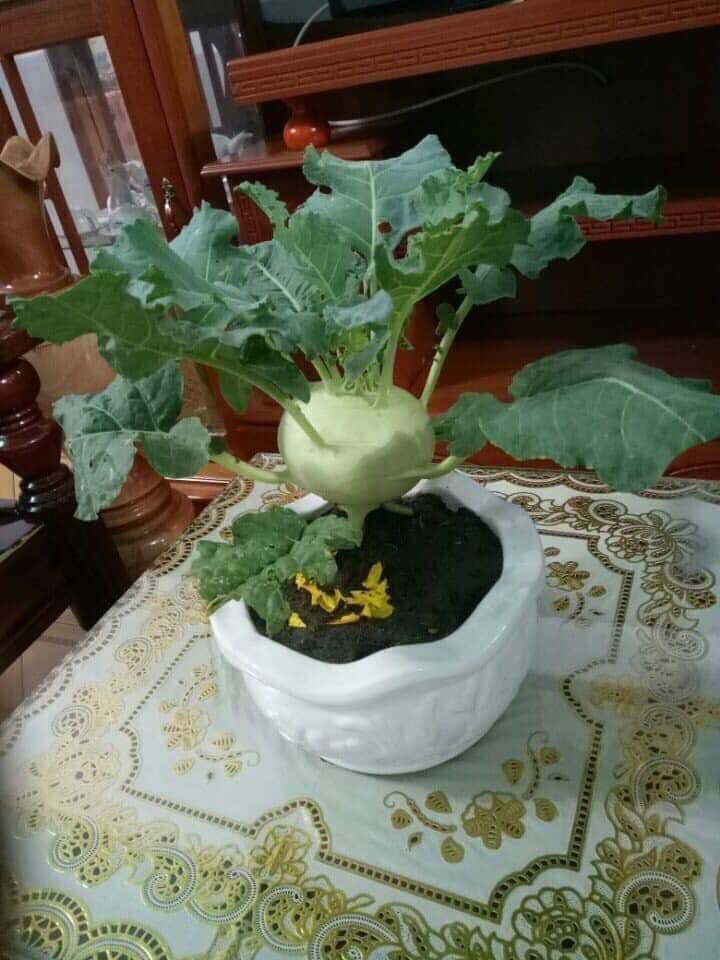 Ngoài đào quất chưng Tết, nhiều bạn trẻ chơi lớn mang cả su hào bắp cải giăng đèn đón Xuân khiến nhiều người bật cười-4