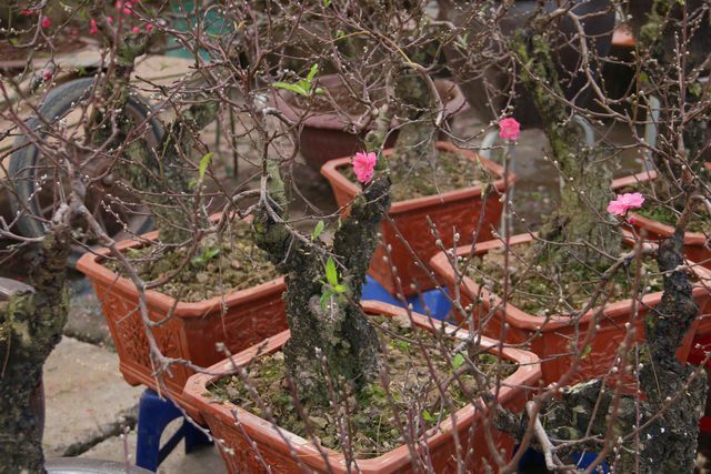 6 thiên đường mua sắm nhộn nhịp nhất Hà Nội dịp Tết Nguyên đán-7