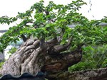 Độc đáo tùng bonsai nặng 70kg đúc bằng đồng đỏ duy nhất ở Việt Nam-16