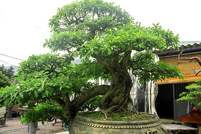 Ngắm vườn bonsai cực chất giá trăm tỷ đồng ở Bình Định-1