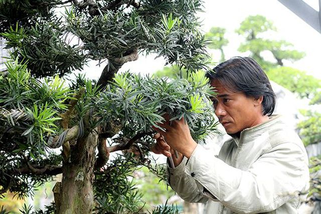 Ngắm vườn bonsai cực chất giá trăm tỷ đồng ở Bình Định-10