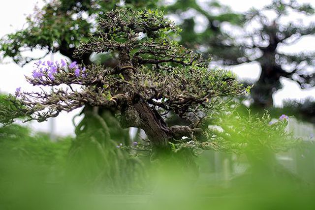Ngắm vườn bonsai cực chất giá trăm tỷ đồng ở Bình Định-11