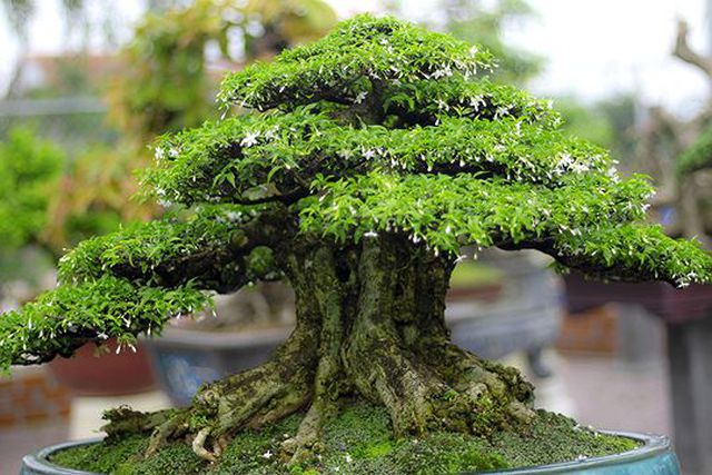 Ngắm vườn bonsai cực chất giá trăm tỷ đồng ở Bình Định-4