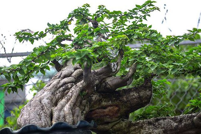 Ngắm vườn bonsai cực chất giá trăm tỷ đồng ở Bình Định-6