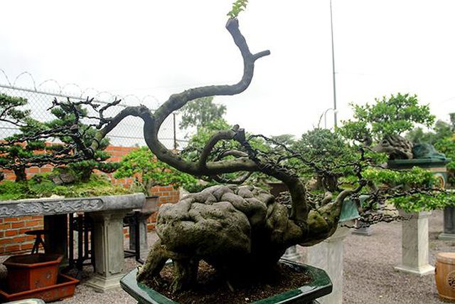 Ngắm vườn bonsai cực chất giá trăm tỷ đồng ở Bình Định-7