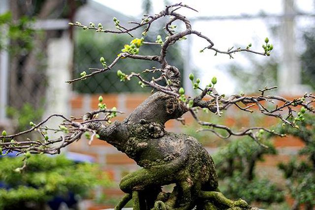 Ngắm vườn bonsai cực chất giá trăm tỷ đồng ở Bình Định-9