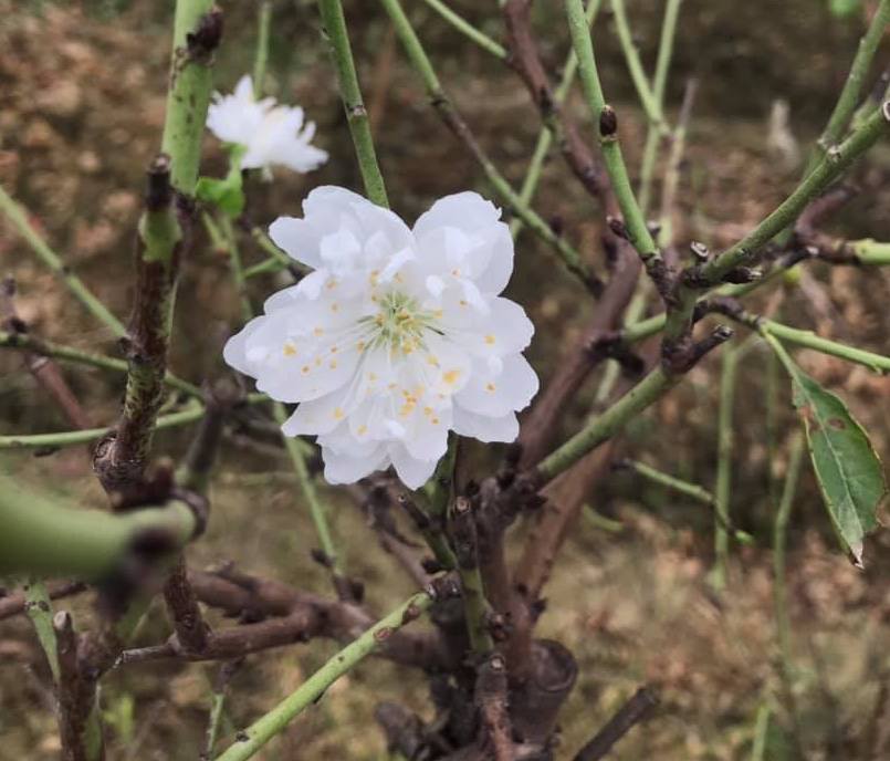 Bạch đào hút khách đại gia Hà Nội, đắt gấp 10 lần đào thường-1