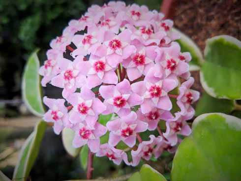 Anh đào Sakura trái vụ siêu hiếm xuất hiện dịp Tết Hà Nội-6