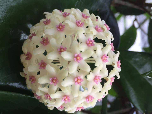 Vườn cẩm cù 10.000 cây đủ loại rực rỡ khoe sắc của cô giáo Hà Nội-1