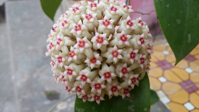 Vườn cẩm cù 10.000 cây đủ loại rực rỡ khoe sắc của cô giáo Hà Nội-4