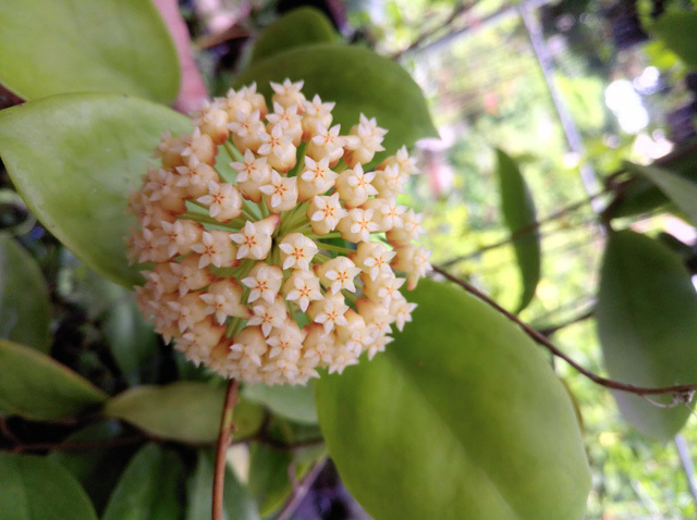 Vườn cẩm cù 10.000 cây đủ loại rực rỡ khoe sắc của cô giáo Hà Nội-6