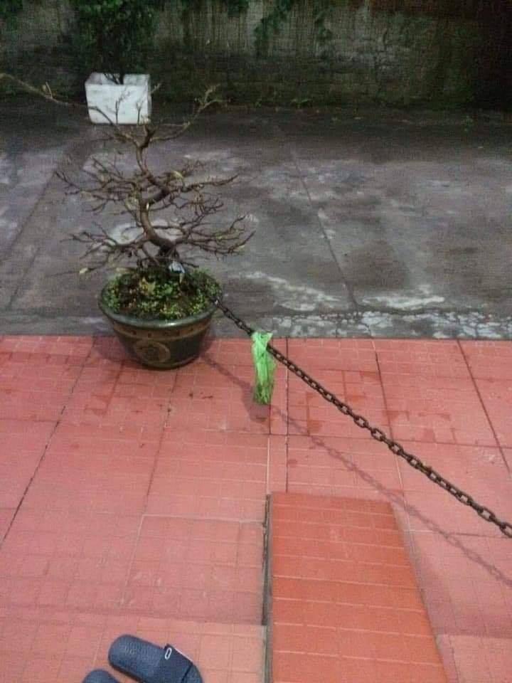 Chọn nhầm nhà để ăn trộm, kẻ gian bỗng dưng phải còng lưng bê vác rồi bất lực bỏ lại chậu mai-5