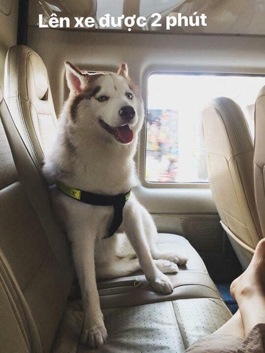 Theo chủ về quê ăn Tết, chú chó say xe tới mềm nhũn nhưng dân mạng lại bật cười vì 1 điều-1