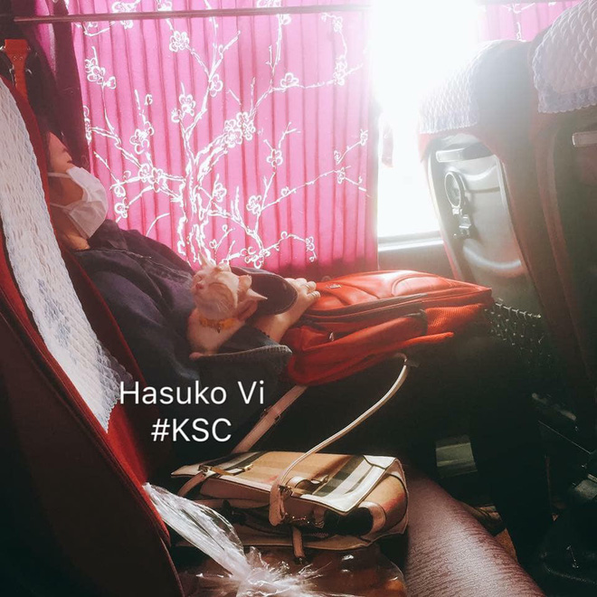 Theo chủ về quê ăn Tết, chú chó say xe tới mềm nhũn nhưng dân mạng lại bật cười vì 1 điều-14