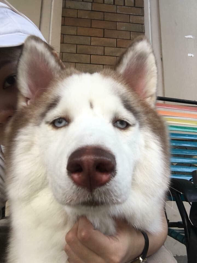 Theo chủ về quê ăn Tết, chú chó say xe tới mềm nhũn nhưng dân mạng lại bật cười vì 1 điều-4