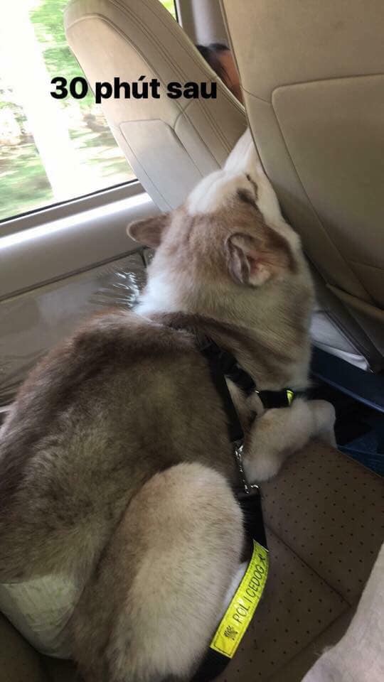 Theo chủ về quê ăn Tết, chú chó say xe tới mềm nhũn nhưng dân mạng lại bật cười vì 1 điều-2