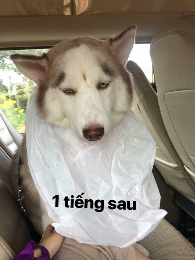 Theo chủ về quê ăn Tết, chú chó say xe tới mềm nhũn nhưng dân mạng lại bật cười vì 1 điều-3