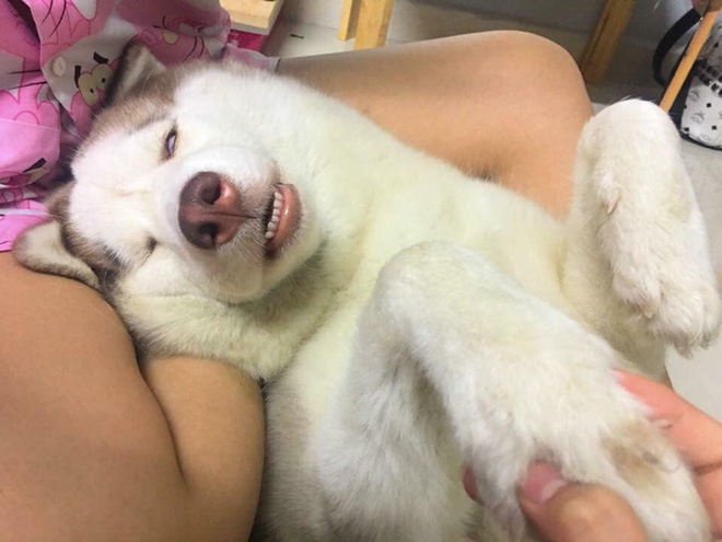 Theo chủ về quê ăn Tết, chú chó say xe tới mềm nhũn nhưng dân mạng lại bật cười vì 1 điều-7