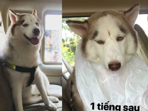 Hình ảnh chú chó say xe, thò đầu qua cửa sổ khiến người đi đường phải ngoái lại nhìn-6