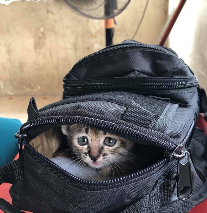 Theo chủ về quê ăn Tết, chú chó say xe tới mềm nhũn nhưng dân mạng lại bật cười vì 1 điều-9