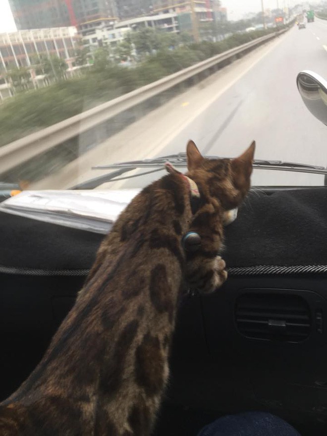 Theo chủ về quê ăn Tết, chú chó say xe tới mềm nhũn nhưng dân mạng lại bật cười vì 1 điều-10