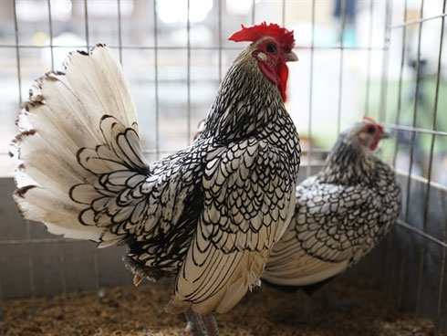 Chuối xanh 400 ngàn/nải, dưa hấu tăng giá gấp 4-5