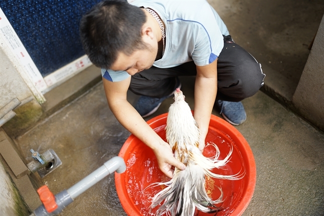 Xếp hàng cả tháng mua gà may mắn giá gần chục triệu làm quà biếu tết-5