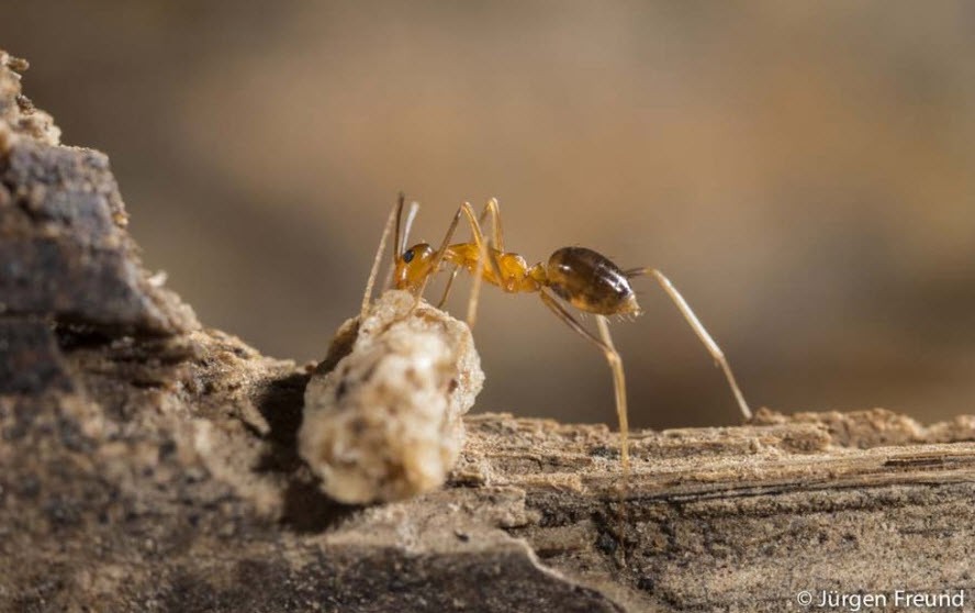 Nếu phát hiện kiến chui vào trong màn hình máy tính, đuổi chúng đi ngay trước khi ác mộng này xảy ra-3