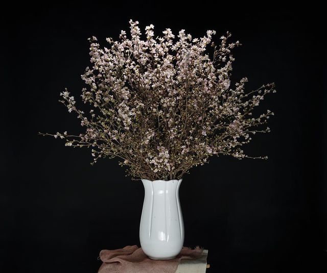 Anh đào Sakura trái vụ siêu hiếm xuất hiện dịp Tết Hà Nội-2