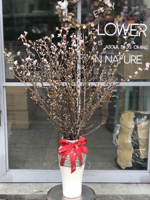 Anh đào Sakura trái vụ siêu hiếm xuất hiện dịp Tết Hà Nội-3