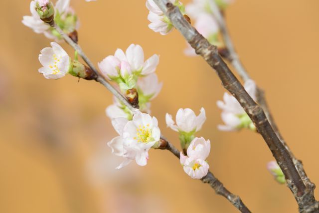 Anh đào Sakura trái vụ siêu hiếm xuất hiện dịp Tết Hà Nội-4