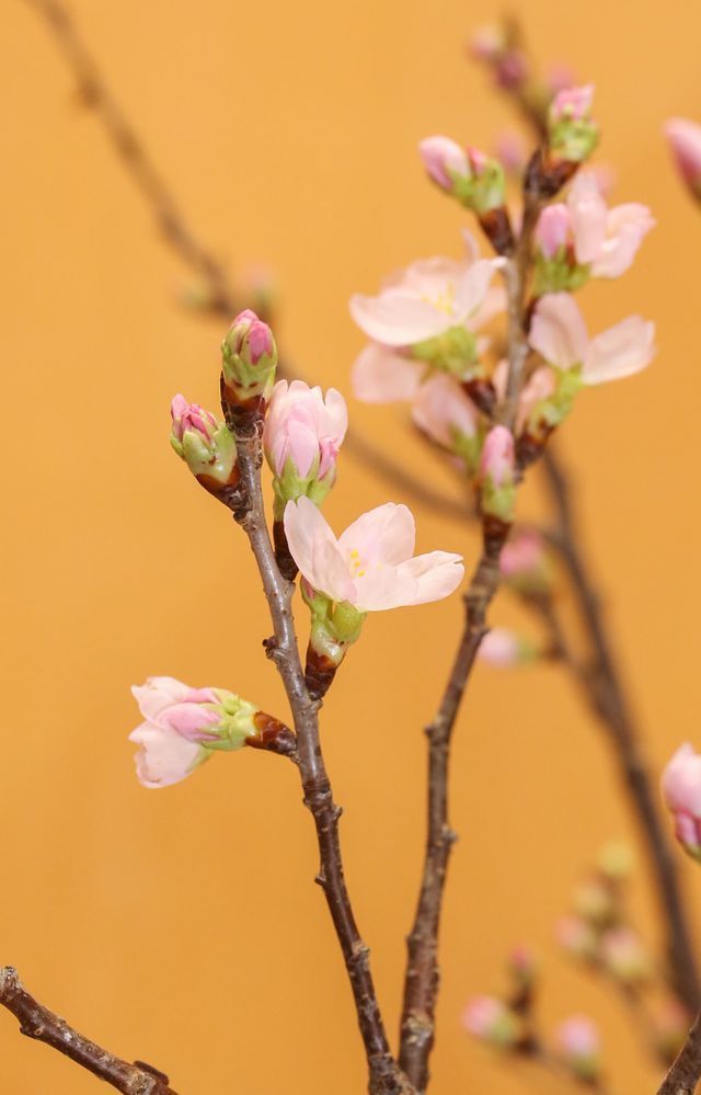 Anh đào Sakura trái vụ siêu hiếm xuất hiện dịp Tết Hà Nội-5