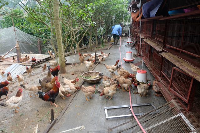 Gà ăn thuốc quý, nằm lò sưởi: Hàng hiếm ăn Tết, đại gia lùng mua-1