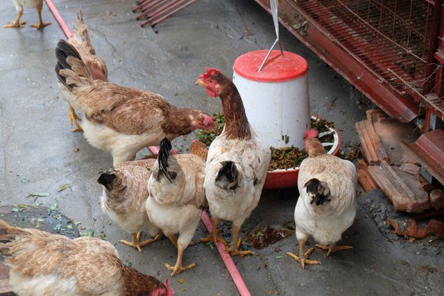 Gà ăn thuốc quý, nằm lò sưởi: Hàng hiếm ăn Tết, đại gia lùng mua-3