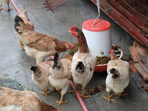 Gà ngủ máy lạnh, nghe nhạc đẻ trứng thu chục triệu mỗi ngày-2