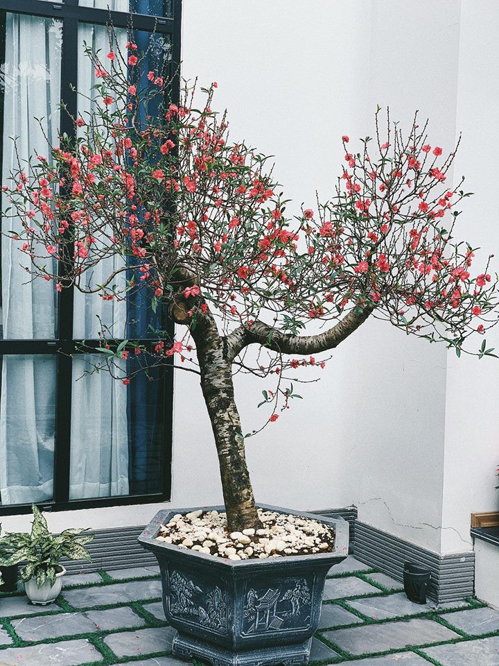 Sao Vbiz trang hoàng nhà cửa đón năm mới: Người xa hoa lộng lẫy, người giản đơn vẫn đủ đầy vị Tết!-13