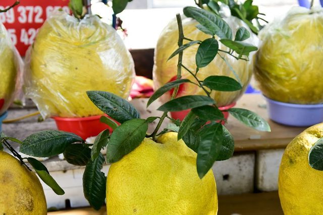 Độc, lạ: Bưởi khủng 13kg/quả, giá bạc triệu hút khách chơi Tết-10