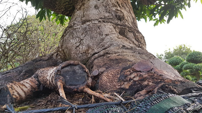 Cây me 2 tỷ đồng, cây xoài 500 triệu tại chợ hoa Sài Gòn-6