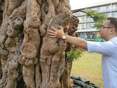 Cận cảnh cây khế đầu heo có giá nửa tỷ đồng được bày bán thu hút người dân Sài Gòn-19